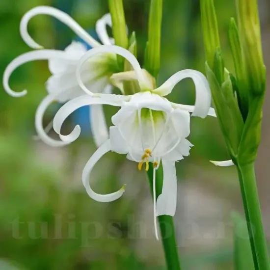 bulbi ismena festalis2