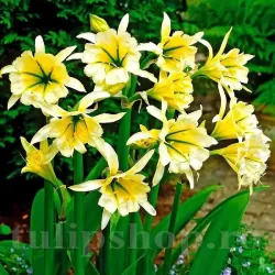 Bulbi Ismena Sulphur Queen (Amaryllidacee)