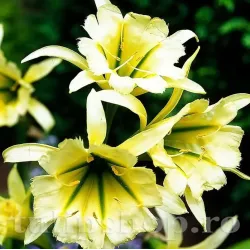 Bulbi Ismena Sulphur Queen (Amaryllidacee)