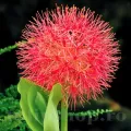 Bulbi Scadoxus Multiflorum (Amaryllidacee)
