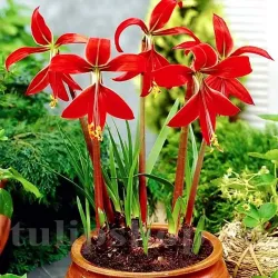 Bulbi Sprekelia (Amaryllidacee)