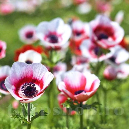 Bulbi Anemone Bicolor