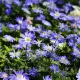 bulbi anemone blue shades