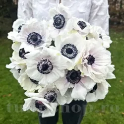 Bulbi Anemone Mistral Panda Bulbi Anemone Mistral Panda