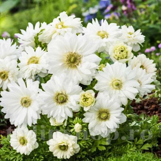 Bulbi Anemone Mount Everest