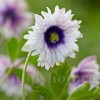 Bulbi Anemone Blue Eyes