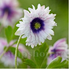 Bulbi Anemone Blue Eyes