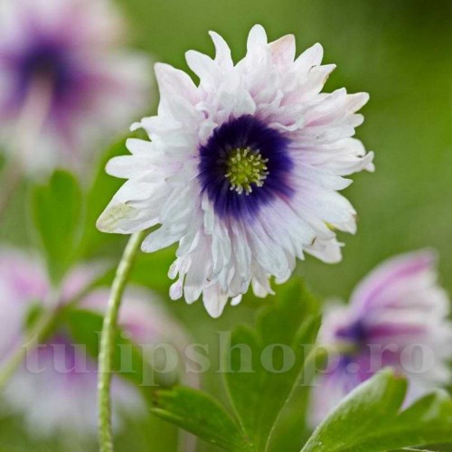 Bulbi Anemone Blue Eyes