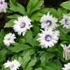 Bulbi Anemone Blue Eyes