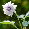 Bulbi Anemone Blue Eyes