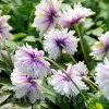Bulbi Anemone Blue Eyes