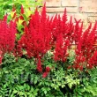 amenajare gradina astilbe elsie schluck rosu 110x110