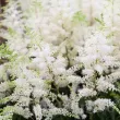 Bulbi Astilbe Deutchland amenajare gradina umbra astilbe deutchland 110x110