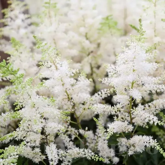 amenajare gradina umbra astilbe deutchland