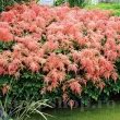 Bulbi Astilbe Thunbergii Straussenfeder amenajare peisagistica umbra astilbe straussenfeder roz 110x110