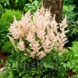 Bulbi Astilbe Peach Blossom astilbe peach blossom amenajare gradina umbra 110x110