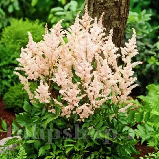 astilbe peach blossom amenajare gradina umbra