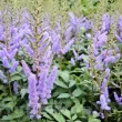 astilbe pumila acoperitor sol gradina umbra 110x110