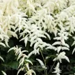 Bulbi Astilbe Deutchland bulbi astilbe deutchland flori albe gradina 110x110