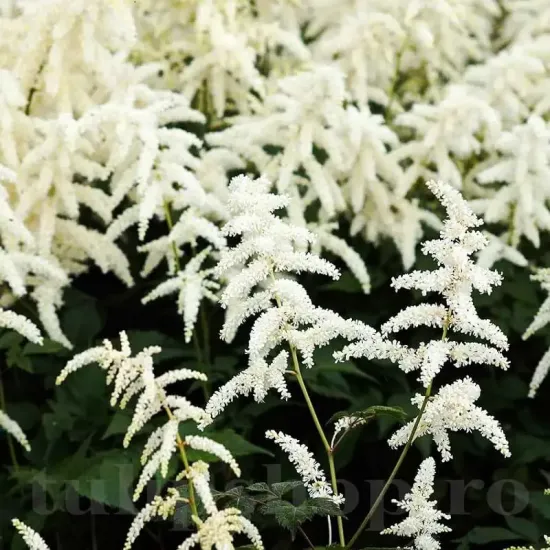 bulbi astilbe deutchland flori albe gradina