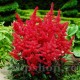Bulbi Astilbe Elsie Schluck