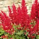 Bulbi Astilbe Elsie Schluck