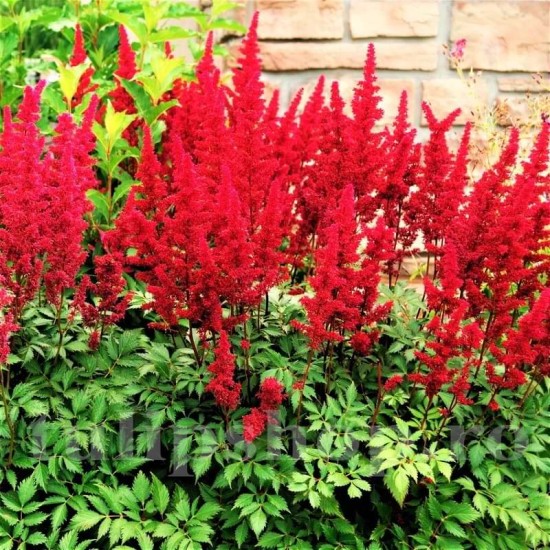 Bulbi Astilbe Elsie Schluck