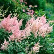 Bulbi Astilbe Peach Blossom bulbi astilbe peach blossom roz pal 110x110