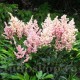 Bulbi Astilbe Peach Blossom Bulbi Astilbe Peach Blossom
