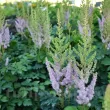 bulbi astilbe pumila roz violet pitic 110x110