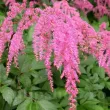Bulbi Astilbe Thunbergii Straussenfeder bulbi astilbe straussenfeder roz coral pene strut 110x110