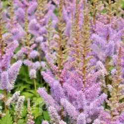 Bulbi Astilbe Pumila