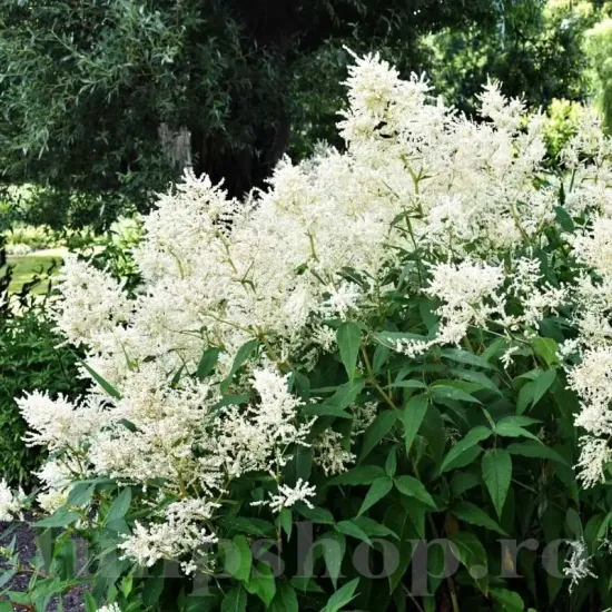 detaliu floare astilbe deutchland alb pur