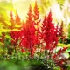 detaliu floare astilbe elsie schluck grena