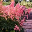 Bulbi Astilbe Thunbergii Straussenfeder detaliu floare curgatoare astilbe thunbergii straussenfeder 110x110
