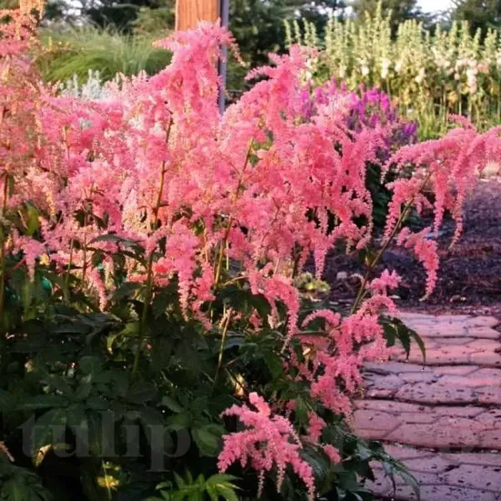 detaliu floare curgatoare astilbe thunbergii straussenfeder