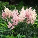 radacina astilbe peach blossom calitate superioara