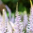 radacina astilbe pumila calitate superioara 110x110