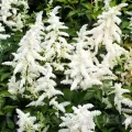 Bulbi Astilbe Deutchland