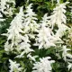 radacina bulb astilbe deutchland calitate
