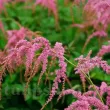 Bulbi Astilbe Thunbergii Straussenfeder radacina bulb astilbe thunbergii straussenfeder calitate 1 110x110