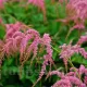 radacina bulb astilbe thunbergii straussenfeder calitate 1