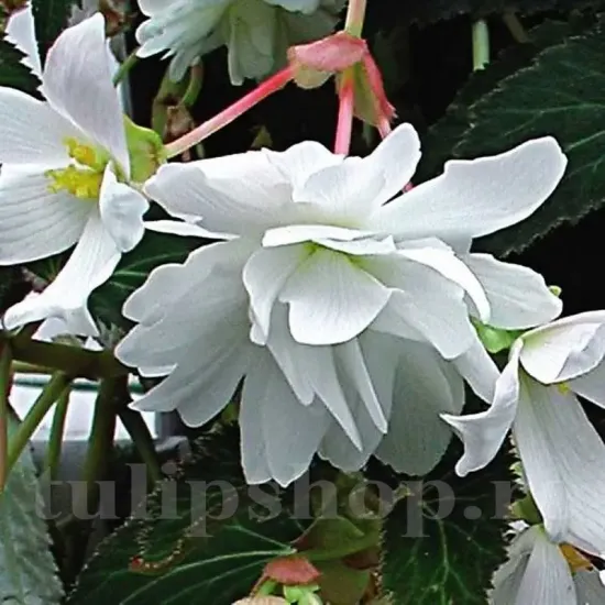 amenajare balcon jardiniera begonia curgatoare alba