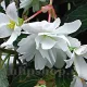 amenajare balcon jardiniera begonia curgatoare alba