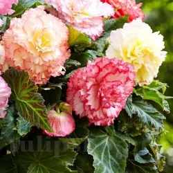 Bulbi Begonia Samba Mix