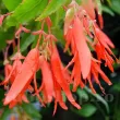 Bulbi Begonia Boliviensis San Francisco begonia boliviensis san francisco cos suspendat superioara 110x110