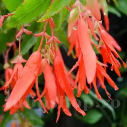 Bulbi Begonia Boliviensis San Francisco