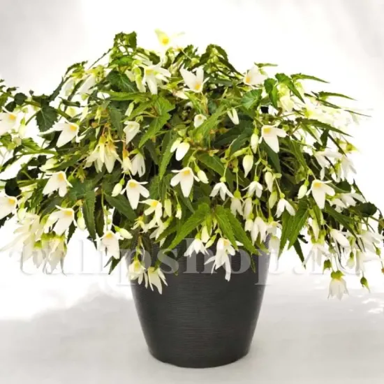 begonia boliviensis santa barbara cos suspendat superioara