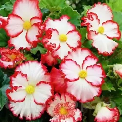 Bulbi Begonia Crispa Marginata Alba