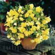 Bulbi Begonia Pendula Cascade Galben begonia curgatoare galbena ghiveci suspendat balcon 110x110
